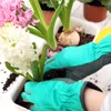 Blumenzwiebel Dünger Für Tulpen Narzissen Krokusse Zwiebeln Produktbild-Vorschau 5