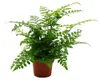Asplenium dimorphum Parvati – Speciální odrůdy pokojových Náhled obrázku produktu 1