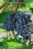 Weinrebe Attika 80-100 cm, im Topf - Vitis vinifera Produktbild-Vorschau 2