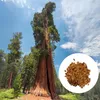 Graines de Sequoia Sempervirens - Lot de 10 - Graines Voir les images du produit 1