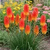 Stauden Gänge 3 x Kniphofia 'Papaya Popsicle' - Orangerote Produktbild-Vorschau 2