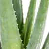 Bloomique - Aloe Vera - Plantes d’intérieur - Plantes Voir les images du produit 3