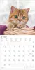 Katzen 2027 Produktbild-Vorschau 5