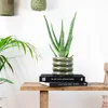 Bloomique - Aloe Vera - Plantes d’intérieur - Plantes Voir les images du produit 4