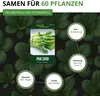 Pak Choi Chinesischer Senfkohl Samen - Brassica rapa - Produktbild-Vorschau 3