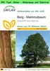 SAFLAX Garden to go - Berg - Mammutbaum - Sequoiadendron Produktbild-Vorschau 1