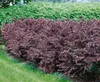 Berberis thunbergii 'Atropurpurea', Blutberberitze, Produktbild-Vorschau 2