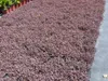 Stauden Gänge 1 x Acaena inermis 'Purpurea' - Purpur Produktbild-Vorschau 8