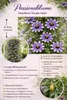 Passiflore Passiflora Purple Haze 40–60 cm – Fleurs Voir les images du produit 2