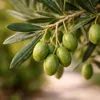 Olea europea – drzewo oliwne – doniczka 15 cm Podgląd zdjęcia produktu 3