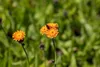 A close-up of orange flowers with a bee on one of them, set against a blurred green background. Produktbild-Vorschau