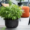 Lot de 6 bambous Fargesia rufa, bambou de jardin à feuilles Voir les images du produit 5