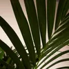 Zimmerpflanze Kentia Howea, 180 cm hoch, Topf Ø 27 cm, Produktbild-Vorschau 4