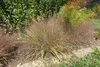 Stauden Gänge 1 x Eragrostis spectabilis im 1 Liter Topf - Produktbild-Vorschau 6