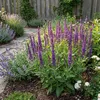 Bloomique - Lot de 6 - Salvia Ostfriesland - Sauge - Voir les images du produit 1