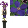 Clematis ‘Jackmanii’ 30–50 cm – violette großblumige Produktbild-Vorschau 2