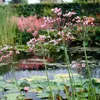 Bloomique - Butomus Umbellatus - Kwiat łabędzia - Roślina Podgląd zdjęcia produktu 1