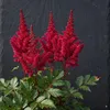 Stauden Gänge 3 x Astilbe arendsii 'Astary Red' im 0,5 Produktbild-Vorschau 8
