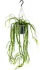 Bloomique - Lepismium Bolivianum - Zimmerpflanzen - Produktbild-Vorschau 1