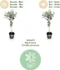 Eukalyptus Eucalyptus gunnii Azura  – 19 cm – výška cca 90 Náhľad obrázku produktu 7