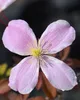 2 x  Waldrebe montana  - Clematis montana 'Fragrant Spring' Produktbild-Vorschau 2