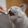 A close-up shot of a cat being fed a treat by a person's hand. Produktbild-Vorschau