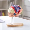 Model lidského mozku - Anatomická studie - 4 části - Náhled obrázku produktu 8