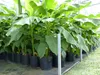 2 Stück Bananenstaude Banane Musa Basjoo 170 cm winterhart Produktbild-Vorschau 5