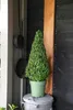 Cesmína vroubkovaná pyramida FloraSelf Ilex crenata 'Jenny' Náhled obrázku produktu 4