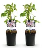 Green boutiQ - Klimplant - Clematis montana Rubens - Bloem Voir les images du produit 1