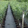 Topaz ® Apfelbaum - Buschbaum Topfballen (Versandzeit: Produktbild-Vorschau 5