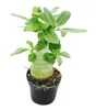 Malá pouštní růže, adenium, překvapivá barva, 10cm květináč Náhled obrázku produktu 1