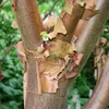 Zimtahorn - Acer griseum  | 60- 80 cm in Container Produktbild-Vorschau 2