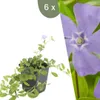 Plants by Frank | 6 Immergrün Pflanzen | Vinca Minor | Produktbild-Vorschau 1