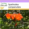 SAFLAX - Africký tulipánový strom - Spathodea campanulata - Náhled obrázku produktu 10