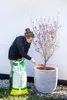 A woman is potting a plant in a large pot, using soil from a bag. Náhľad obrázku produktu