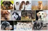 Tavola da scrittura per cani, cartone rivestito in morbido Anteprima dell’immagine prodotto 2