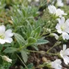 Bloomique - Zestaw 6 szt. - Gipsówka biała - Łyszczec Podgląd zdjęcia produktu 4