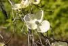 Cornus florida, Blumen-Hartriegel, 60–80 cm, weiße Blüten Produktbild-Vorschau 6