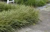 Stauden Gänge 1 x Carex morrowii 'Vanilla Ice' im 1 Liter Produktbild-Vorschau 7