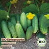 Samenliebe  Gurke Samen | Vorgebirgstrauben - knackige & Produktbild-Vorschau 4