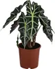 Dehner Pfeilblatt Polly, Alocasia amazonica, markante Produktbild-Vorschau 1