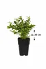 Mirtillo Bluecrop circa 30 cm – Vaccinium corymbosum Anteprima dell’immagine prodotto 5