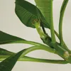 Bloomique - Plumeria Frangipani - Drzewo Świątynne - Podgląd zdjęcia produktu 5