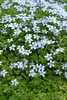 Stauden Gänge 10 x Isotoma fluviatilis - Blauer Produktbild-Vorschau 3