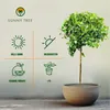 Albero soleggiato - Limone grande 150 centimetri - Citrus Anteprima dell’immagine prodotto 2