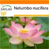 SAFLAX Garden in the bag - Indický lotosový květ - Nelumbo Náhled obrázku produktu 10