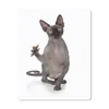 MuchoWow® Mauspad Mousepad Eine kratzende Sphynx auf weißem Produktbild-Vorschau 1