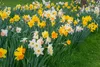 Narzissen Grosspackung Mix Blumenzwiebeln Blumenzwiebeln Produktbild-Vorschau 11