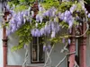 SAFLAX - Blauregen - 4 Samen - Wisteria sinensis Produktbild-Vorschau 9